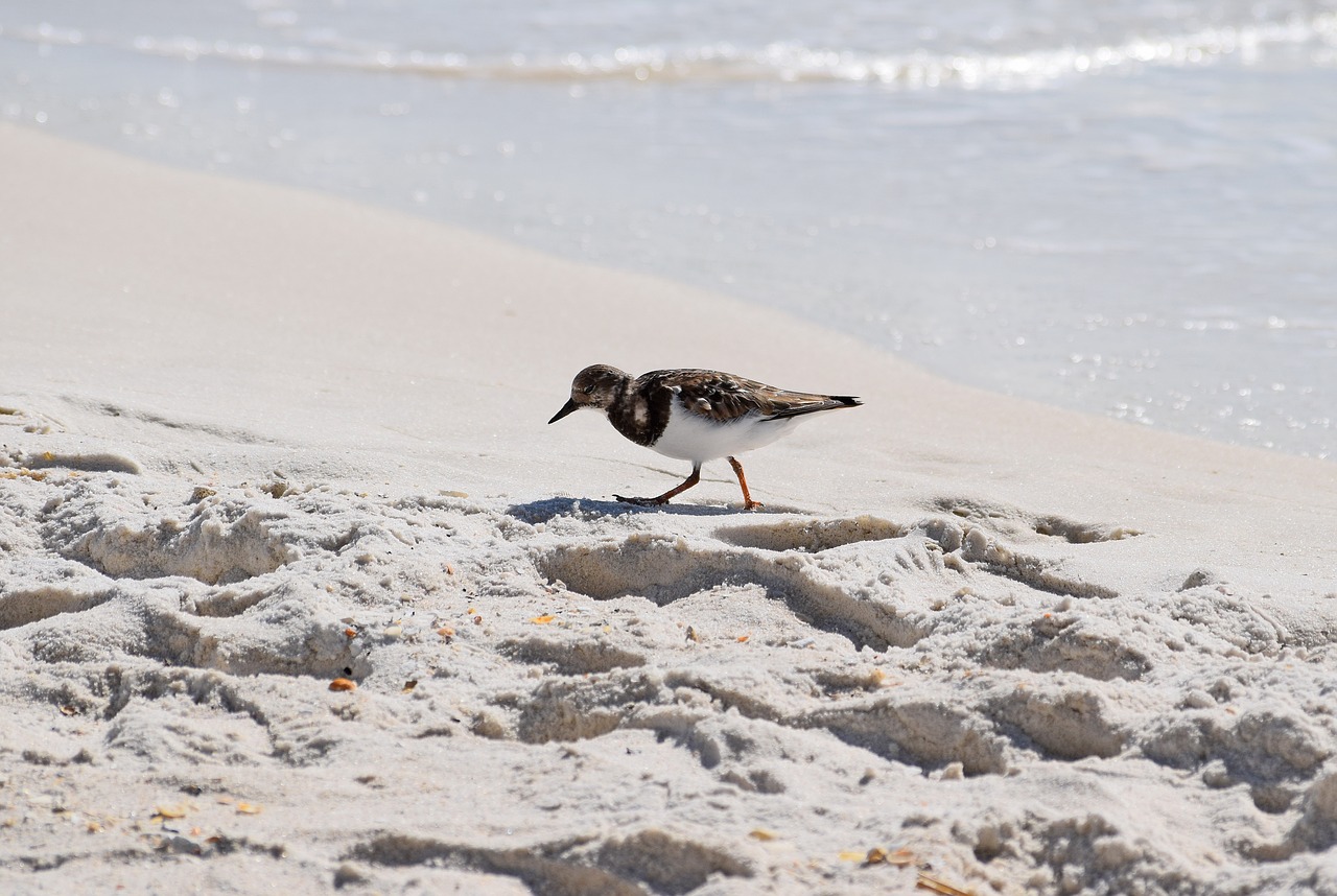 bird on the sand by the ocean