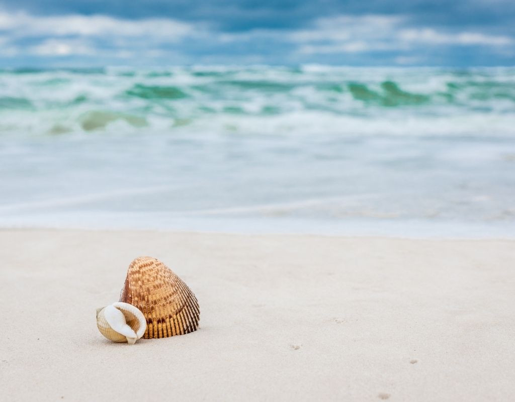 shells panama city beach